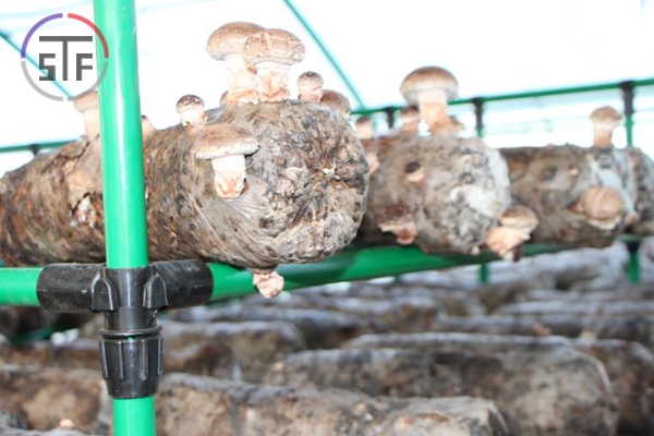 外包蘑菇架