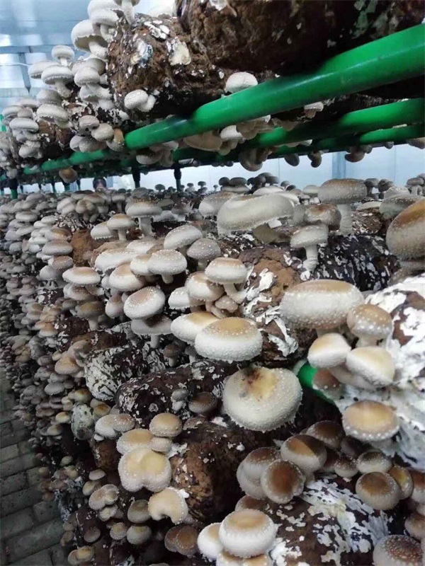 香菇出菇架