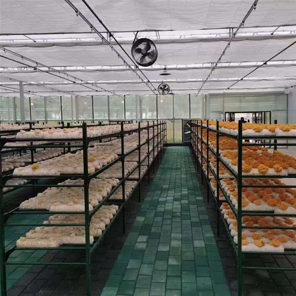 外包蘑菇架