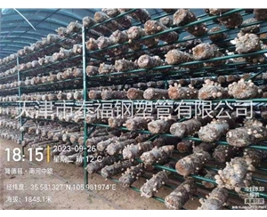 香菇出菇架